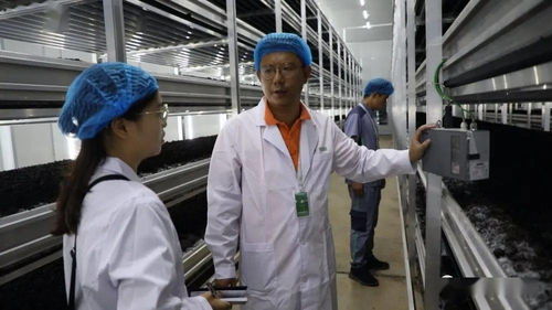 菌香飄千里，科技助搬遷——貴州岑鞏以菌產(chǎn)業(yè)年供300崗位，助力易地搬遷群眾城市扎根